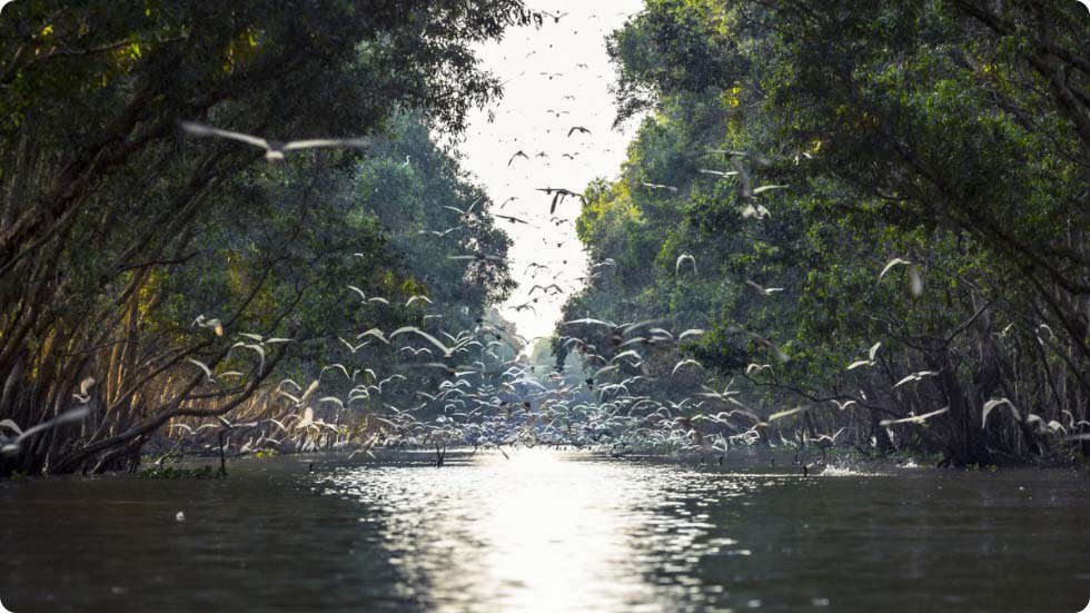 Parque Nacional Tram Chim