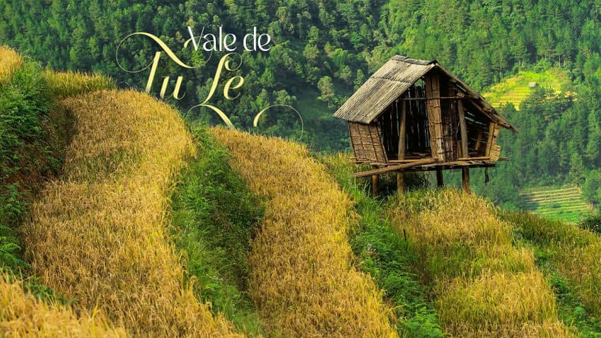 Tu Le