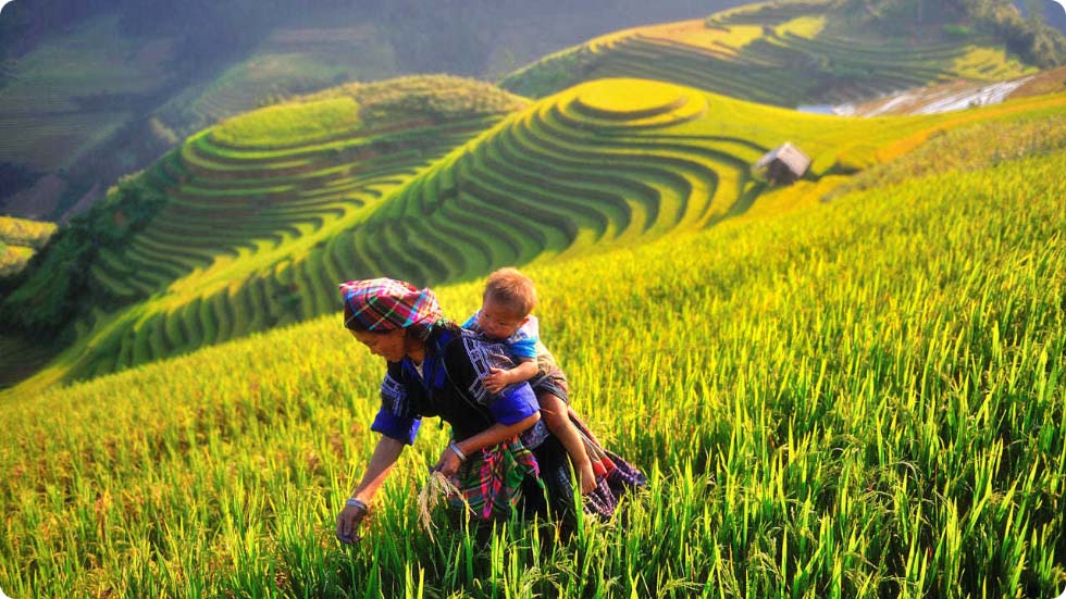 Mu Cang Chai