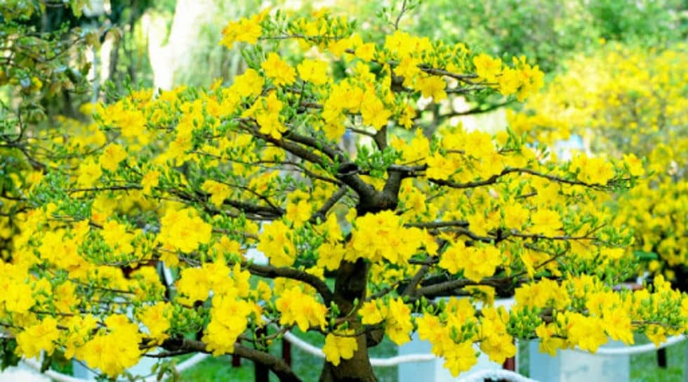 flores Damasco amarelo