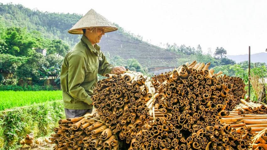 Floresta de anis e canela