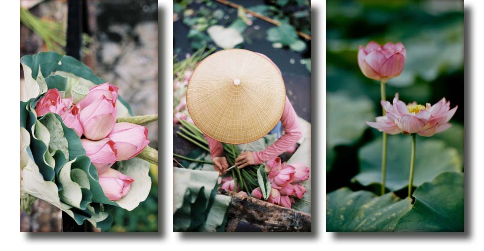 Lótus do Lago Oeste