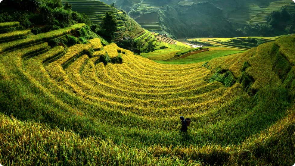 Terraços de arroz