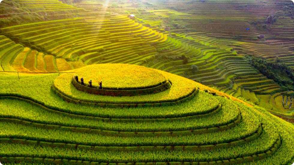 Terraços de arroz